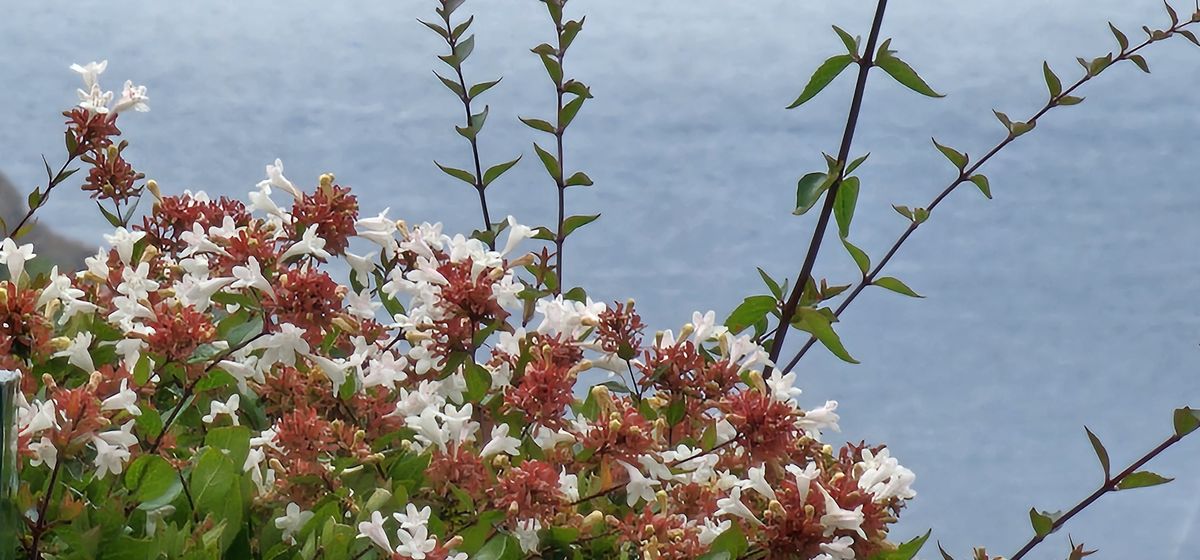 Plage de la baie d'Agay tôt le matin